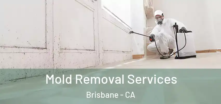  Mold Removal Services Brisbane - CA