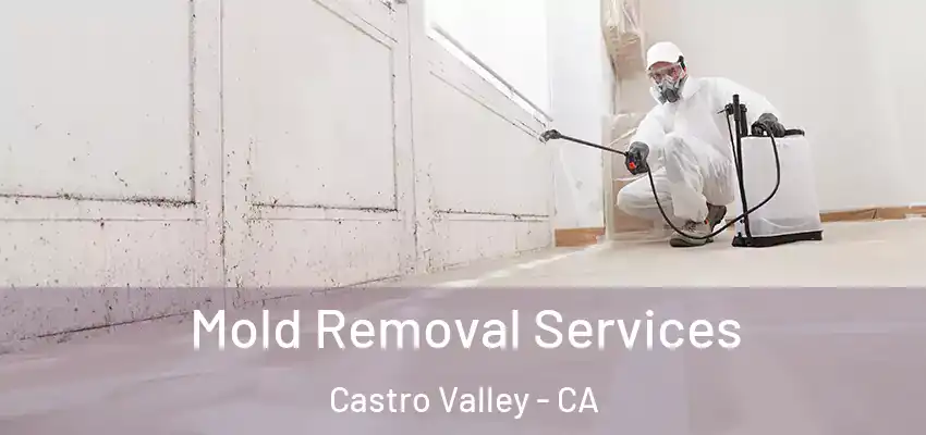  Mold Removal Services Castro Valley - CA