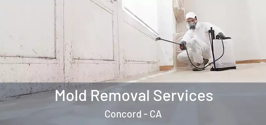  Mold Removal Services Concord - CA