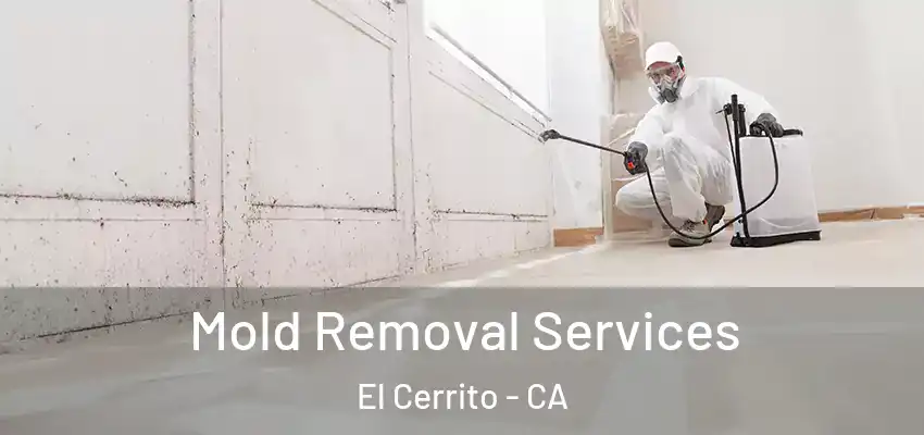  Mold Removal Services El Cerrito - CA