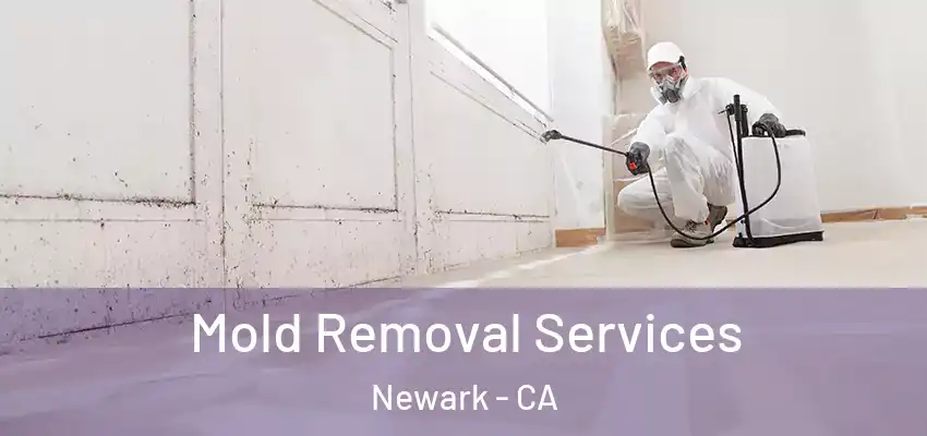  Mold Removal Services Newark - CA
