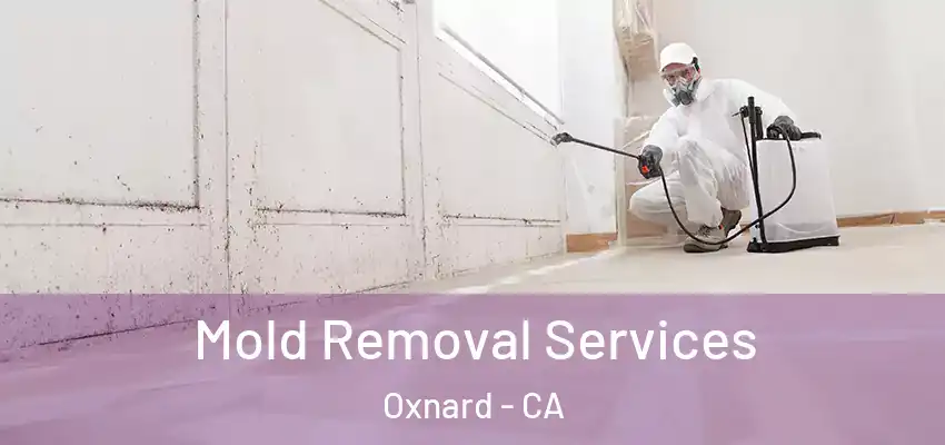  Mold Removal Services Oxnard - CA