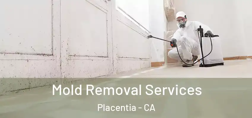  Mold Removal Services Placentia - CA