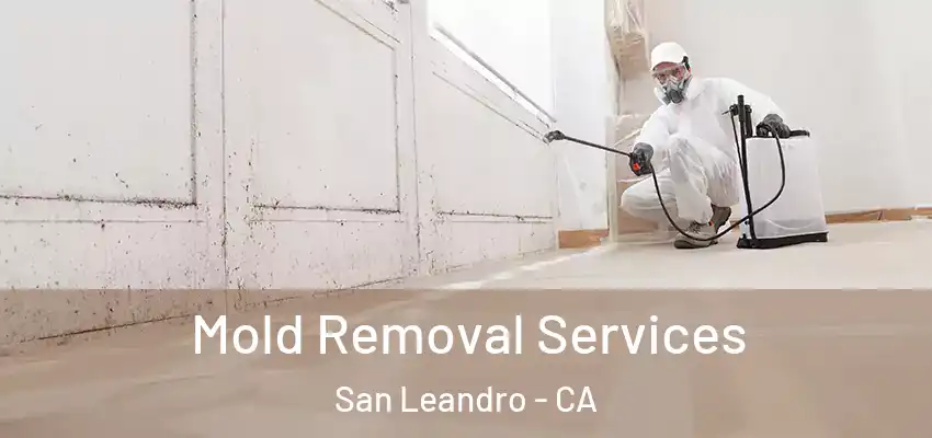  Mold Removal Services San Leandro - CA