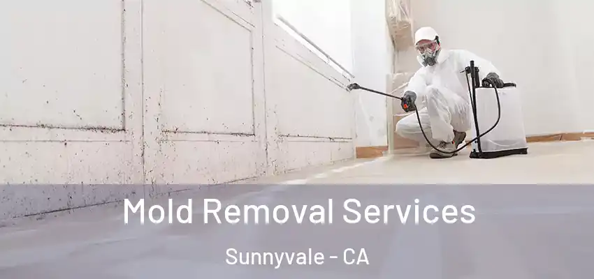 Mold Removal Services Sunnyvale - CA