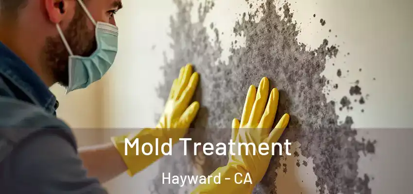 Mold Treatment Hayward - CA